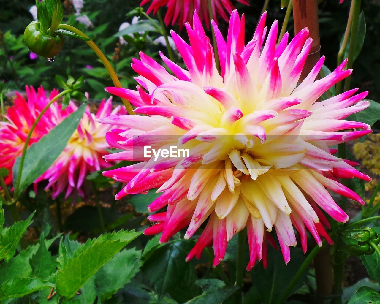 CLOSE-UP OF FRESH PINK DAHLIA BLOOMING IN PARK