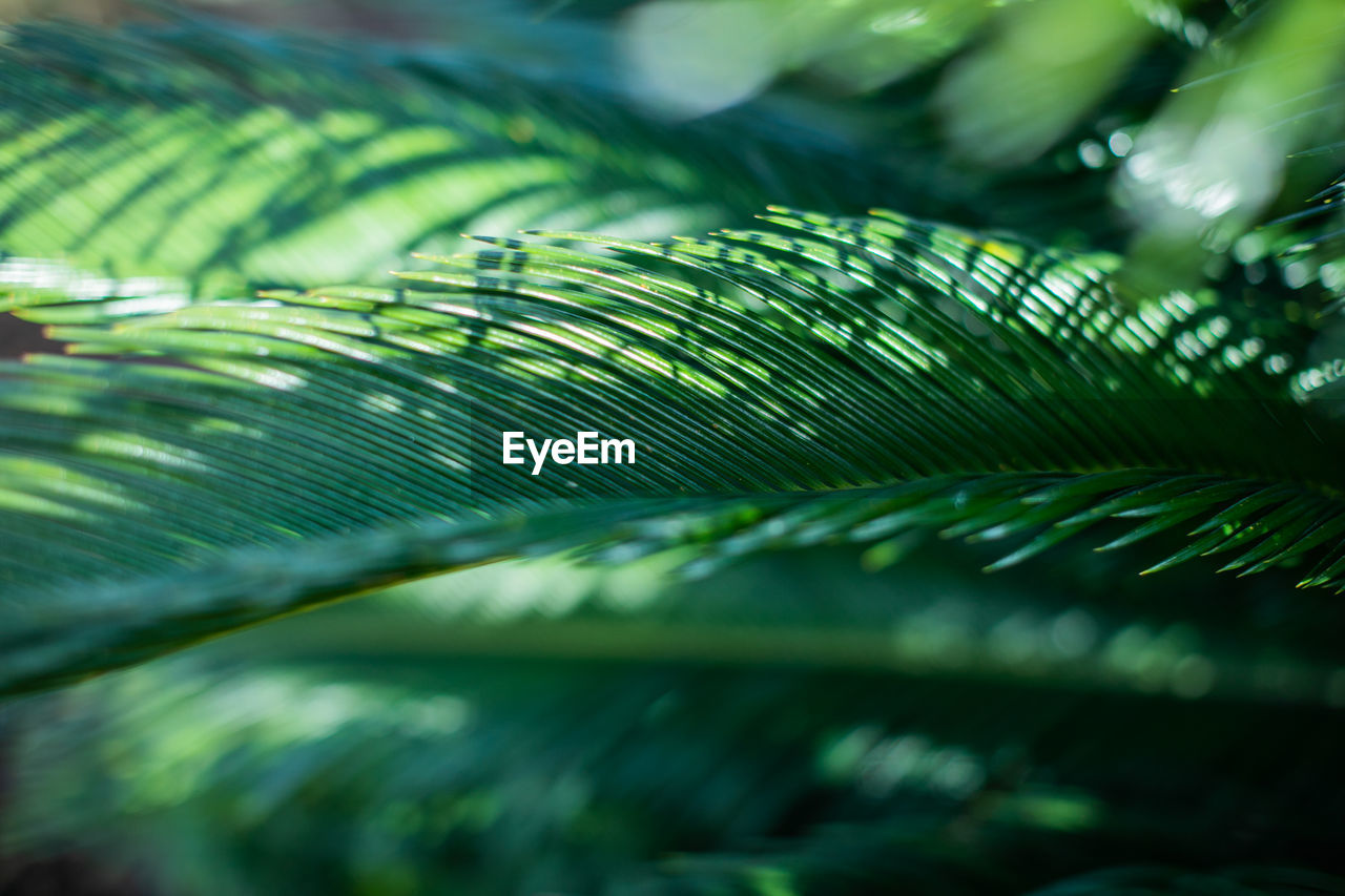 Close-up of palm tree
