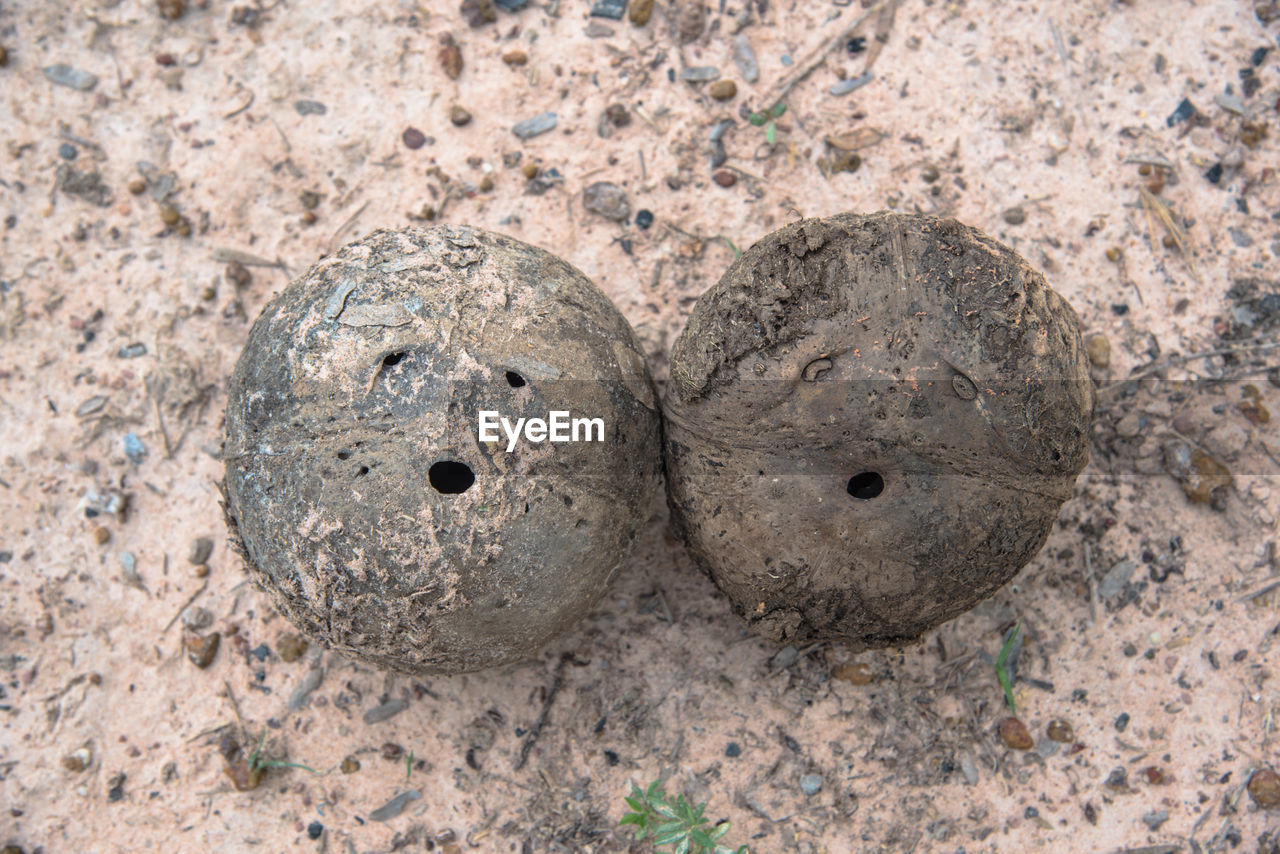 Close-up of coconuts on sand