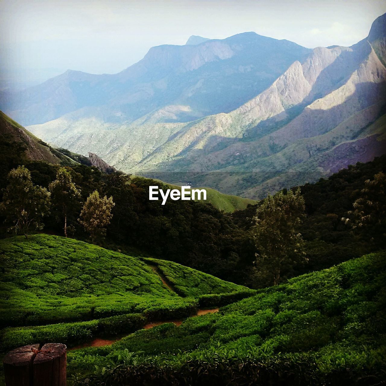 Tea plantation in field with mountain range in background