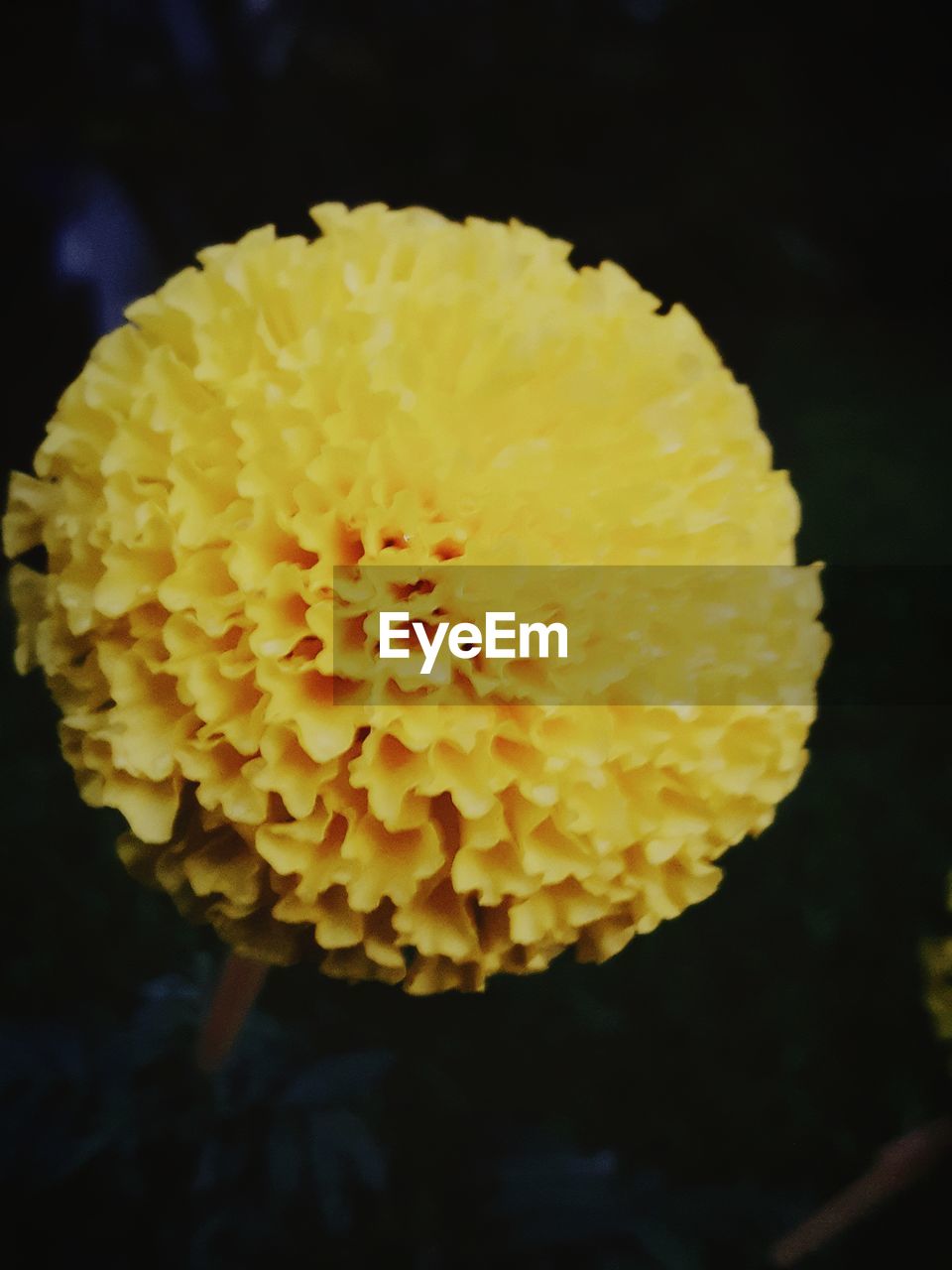 CLOSE-UP OF YELLOW FLOWER AND BLACK BACKGROUND