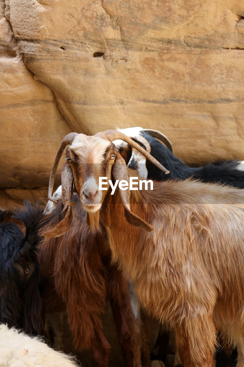 Portrait of domestic middle east goat with long ears in a flock, sandstone background