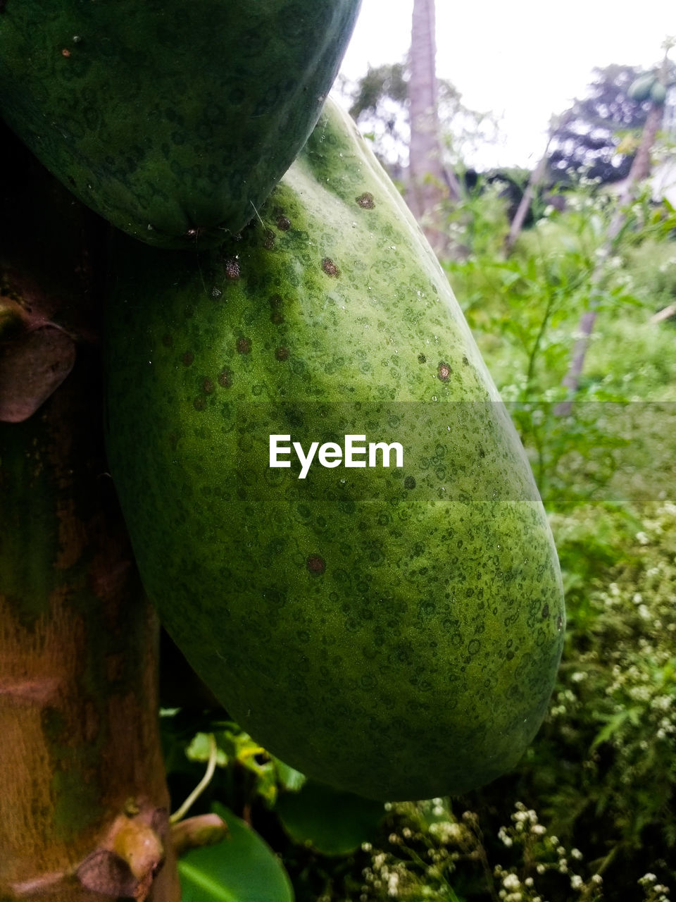 CLOSE-UP OF GREEN TREE