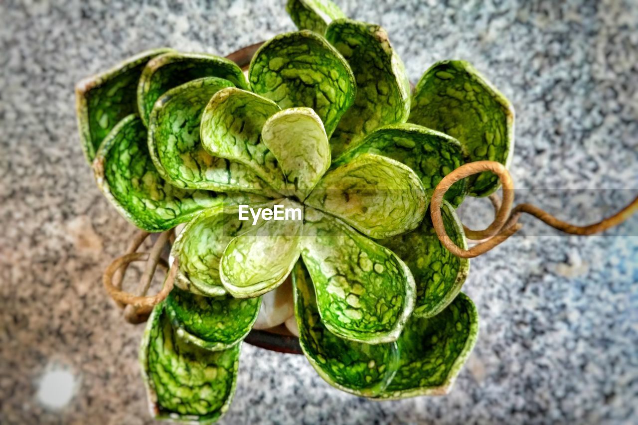 CLOSE-UP OF GREEN CHILI