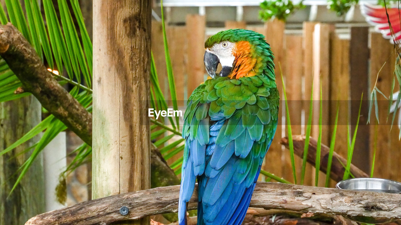 pet, animal themes, animal, bird, parrot, animal wildlife, perching, wildlife, parakeet, one animal, gold and blue macaw, nature, tree, no people, multi colored, green, day, beak, blue, plant, outdoors, beauty in nature, wood, tropical climate, close-up, feather, focus on foreground, branch