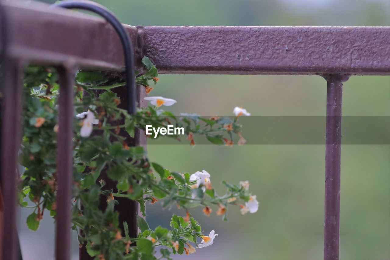 Close-up of flowering plant by railing