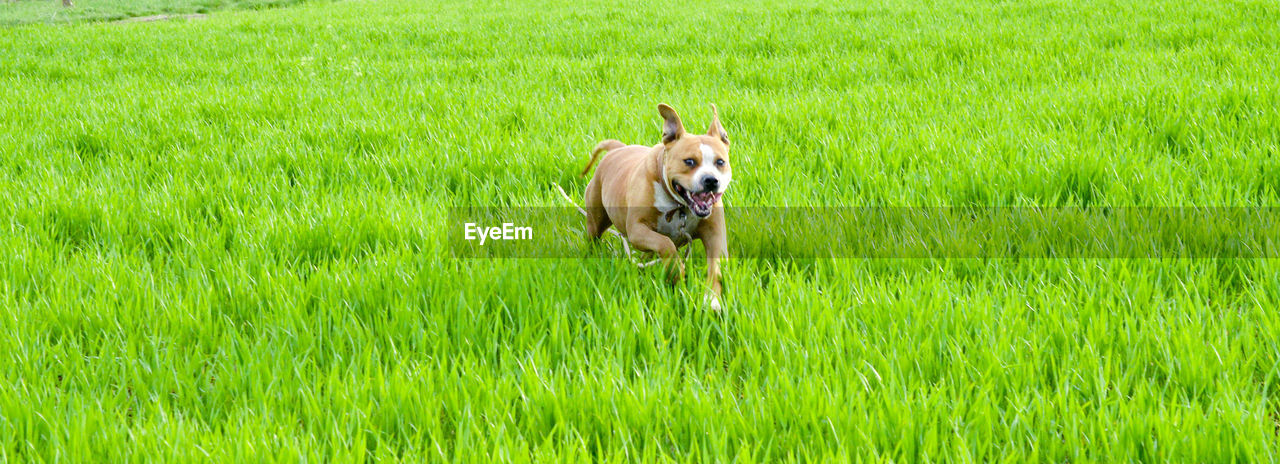 DOG RUNNING IN GRASS