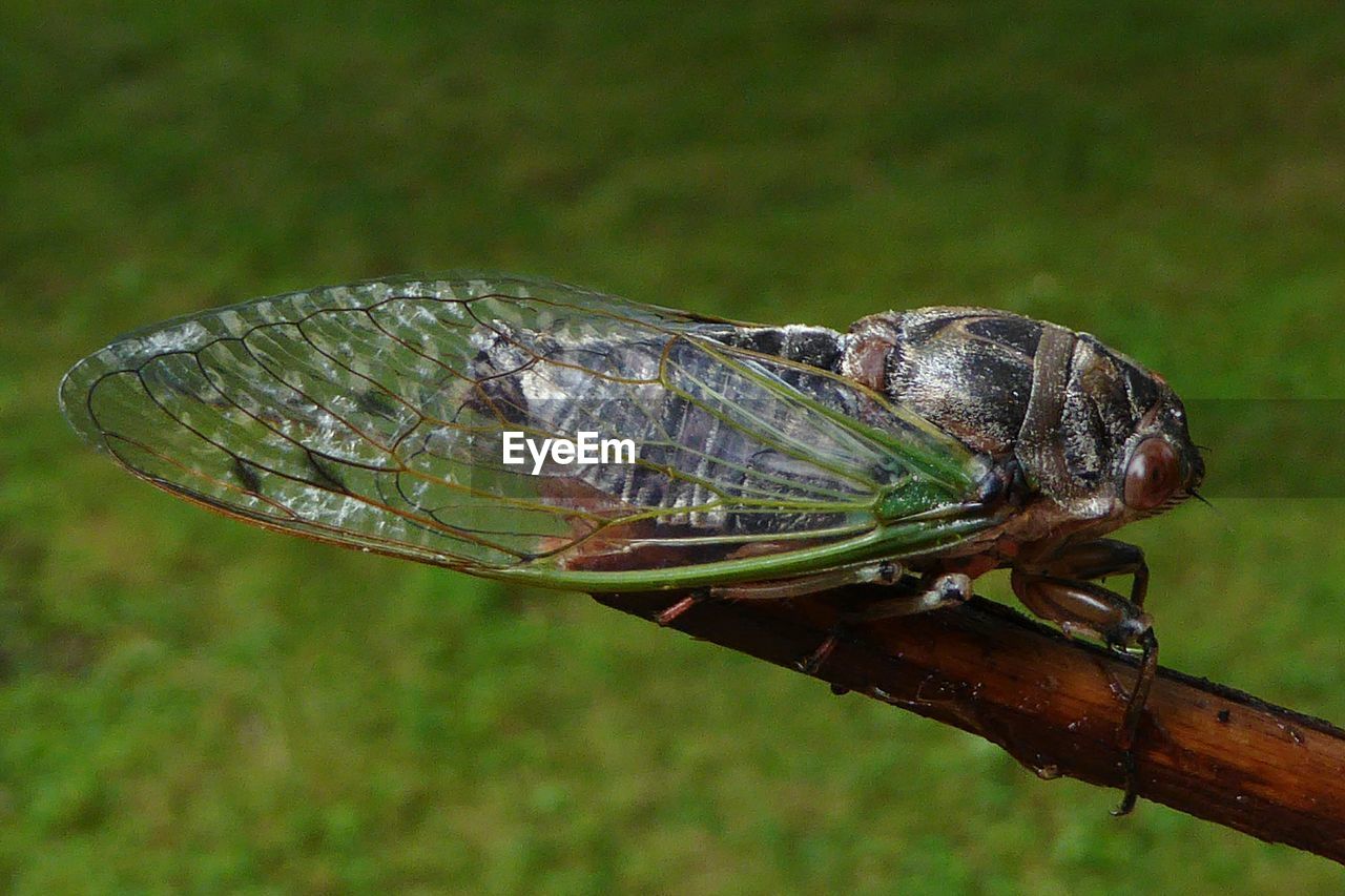 CLOSE-UP OF CATERPILLAR