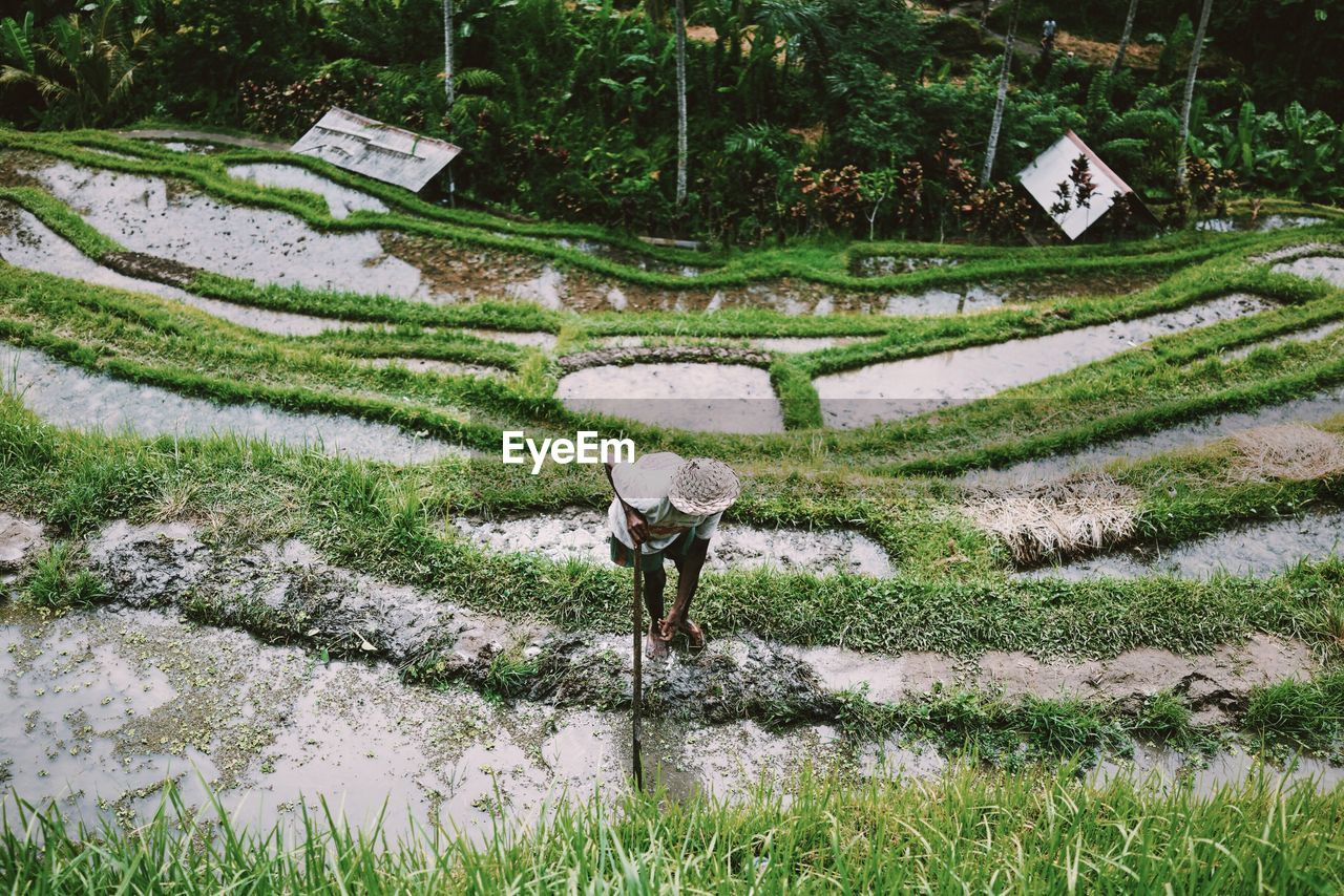 High angle view of man working in rice field