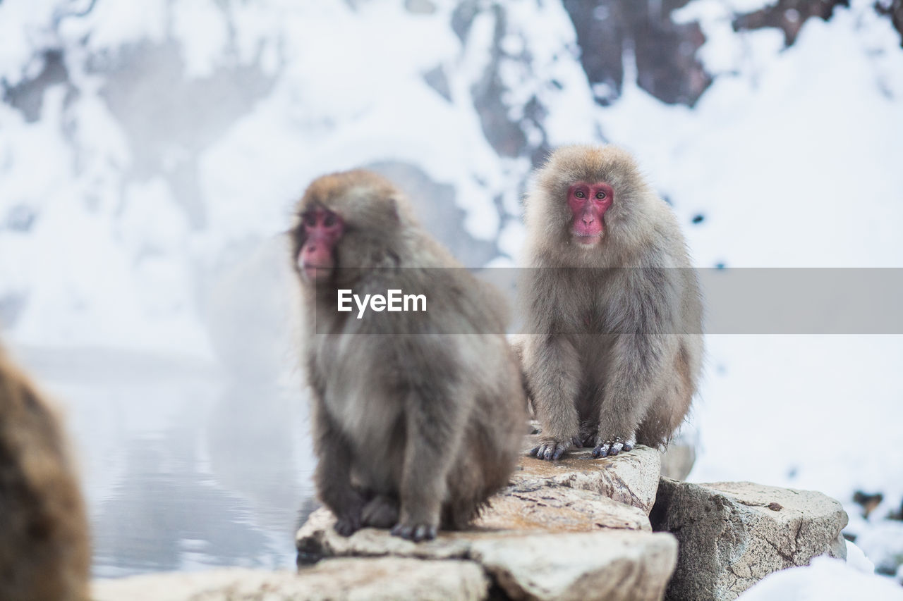 Japanese snow monkeys sitting on the stone