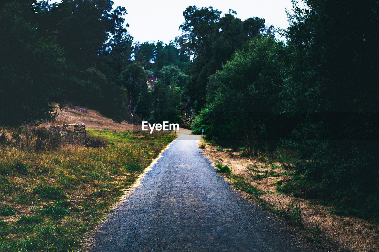 Empty road by trees