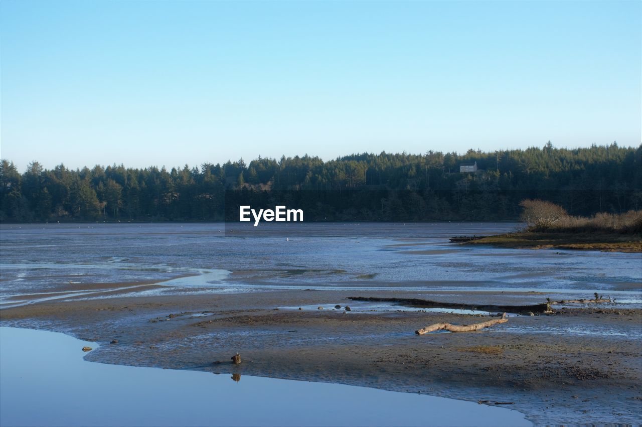 water, reflection, river, shore, body of water, wetland, reservoir, tree, marsh, sky, natural environment, nature, plant, wilderness, scenics - nature, no people, beauty in nature, animal wildlife, tranquility, winter, land, animal, environment, blue, tranquil scene, clear sky, animal themes, landscape, day, morning, non-urban scene, wildlife, forest, snow, outdoors, travel destinations