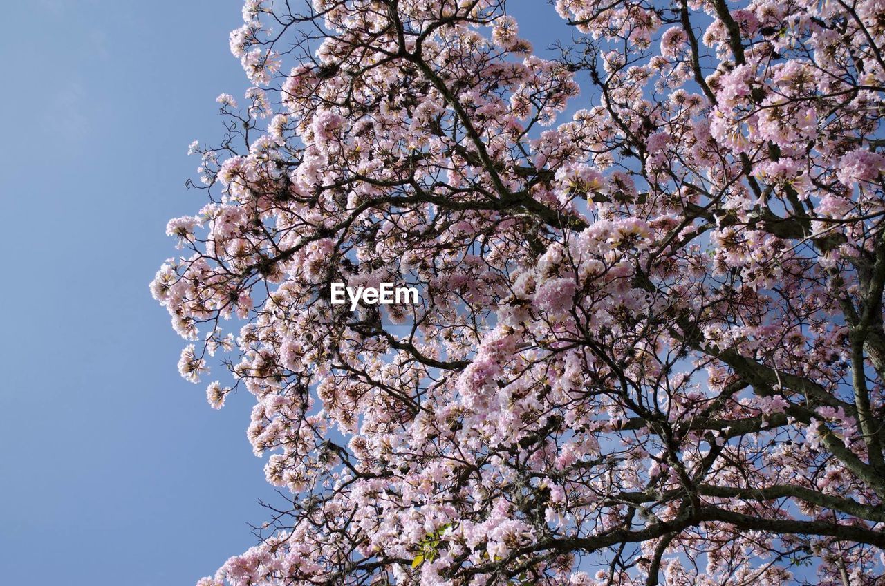 LOW ANGLE VIEW OF FLOWERS BLOOMING ON TREE