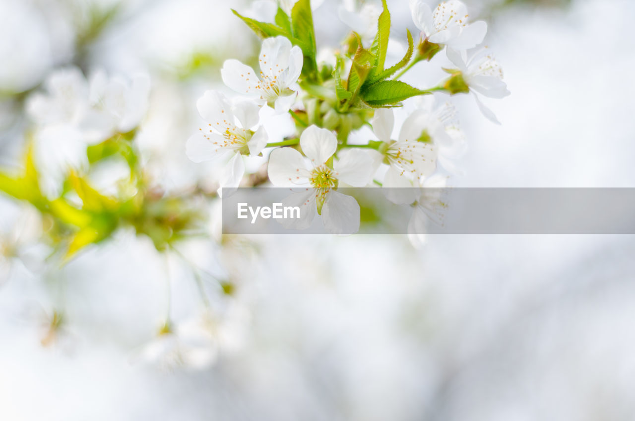 Close-up of white cherry blossoms