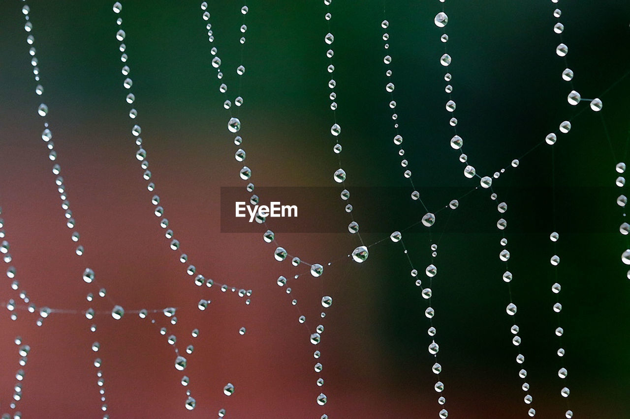 Close-up of water drops on spider web