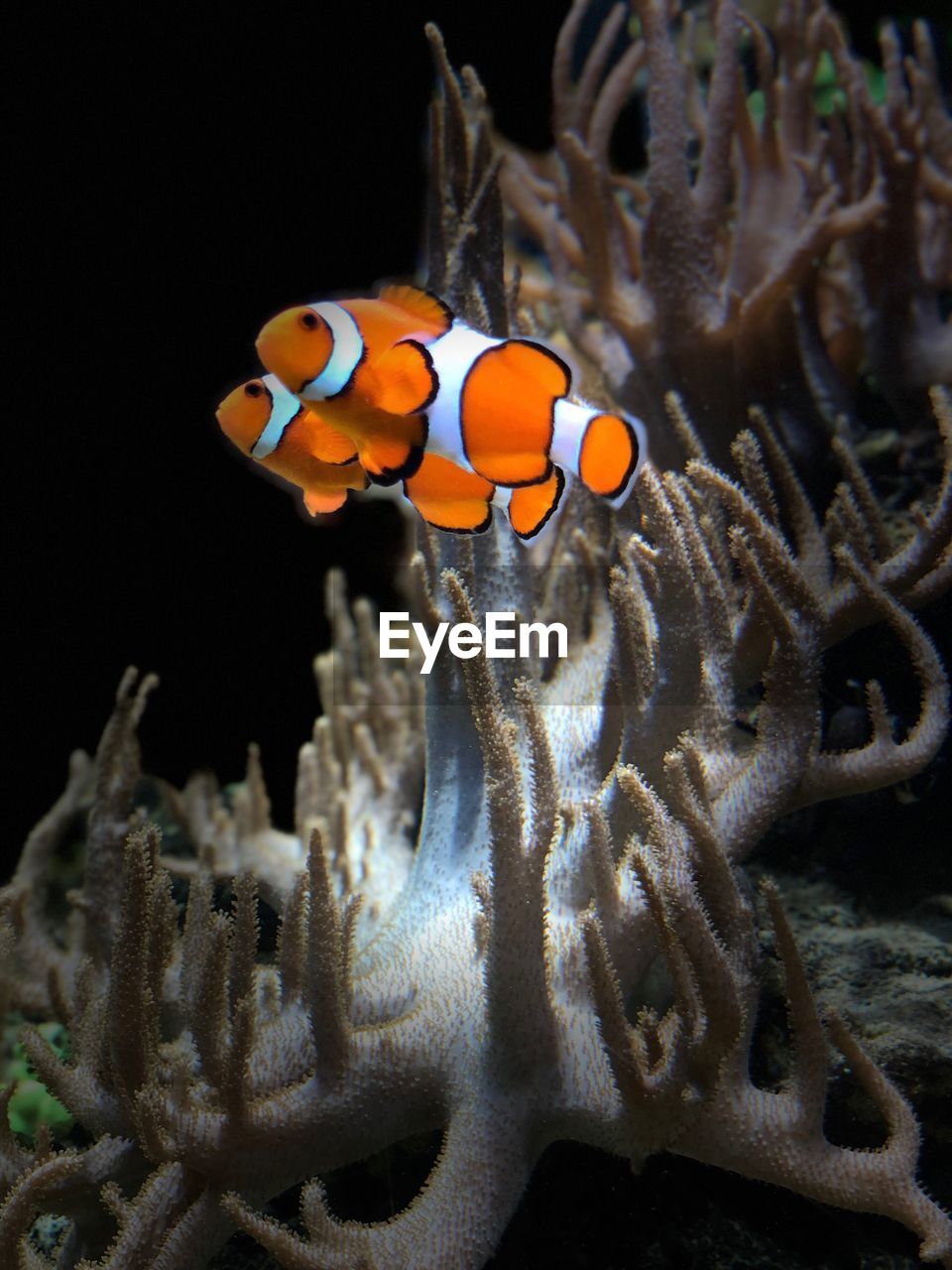 Close-up of fish underwater