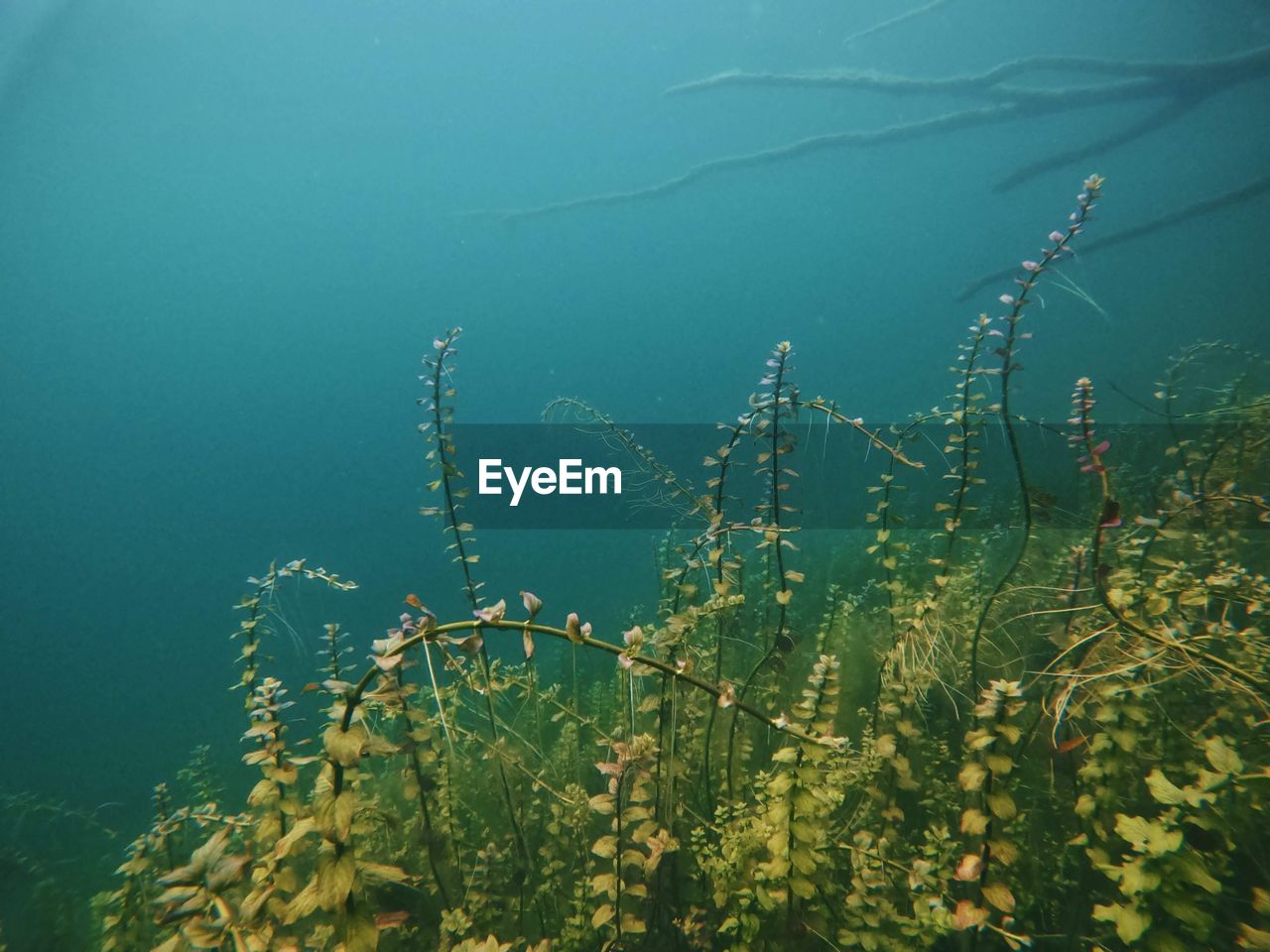 Underwater plants growing in lake 