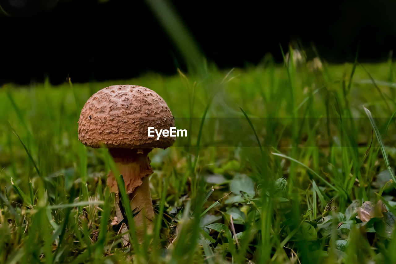 Close-up of mushroom growing on field