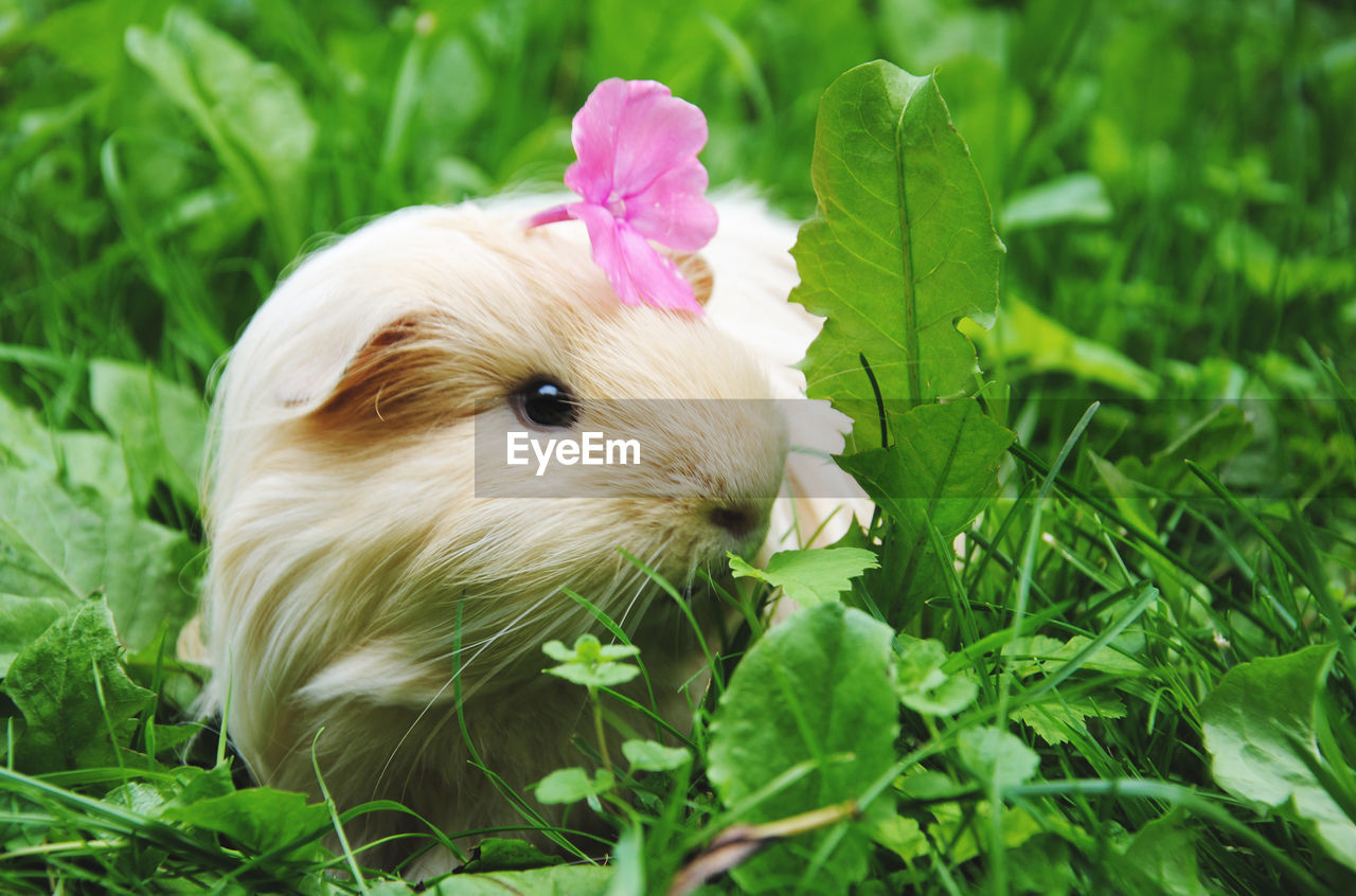 Close-up of flower on guinea pig on field