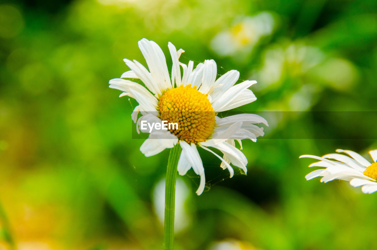 flower, flowering plant, plant, freshness, beauty in nature, nature, flower head, fragility, close-up, yellow, petal, meadow, daisy, summer, inflorescence, growth, white, wildflower, macro photography, springtime, environment, no people, focus on foreground, botany, outdoors, pollen, landscape, blossom, green, field, multi colored, animal wildlife, plain, social issues, grass, selective focus, sunlight, macro, plant part, environmental conservation, land, rural scene, day, leaf, animal themes, tranquility, animal, vibrant color, travel destinations