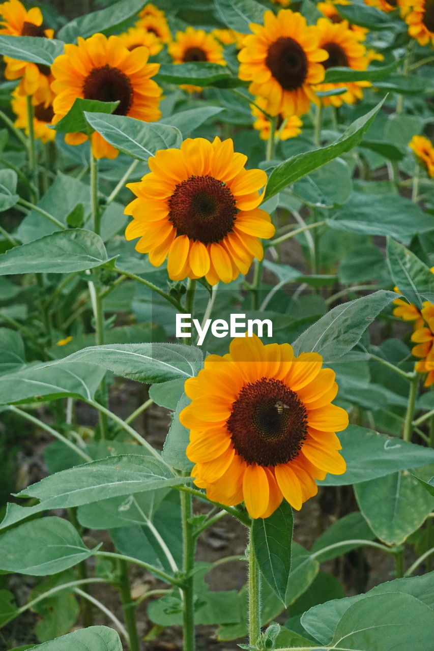 plant, flowering plant, flower, freshness, growth, beauty in nature, flower head, yellow, fragility, inflorescence, sunflower, petal, nature, plant part, leaf, close-up, field, no people, green, land, day, botany, pollen, outdoors, high angle view, focus on foreground, herb, sunflower seed