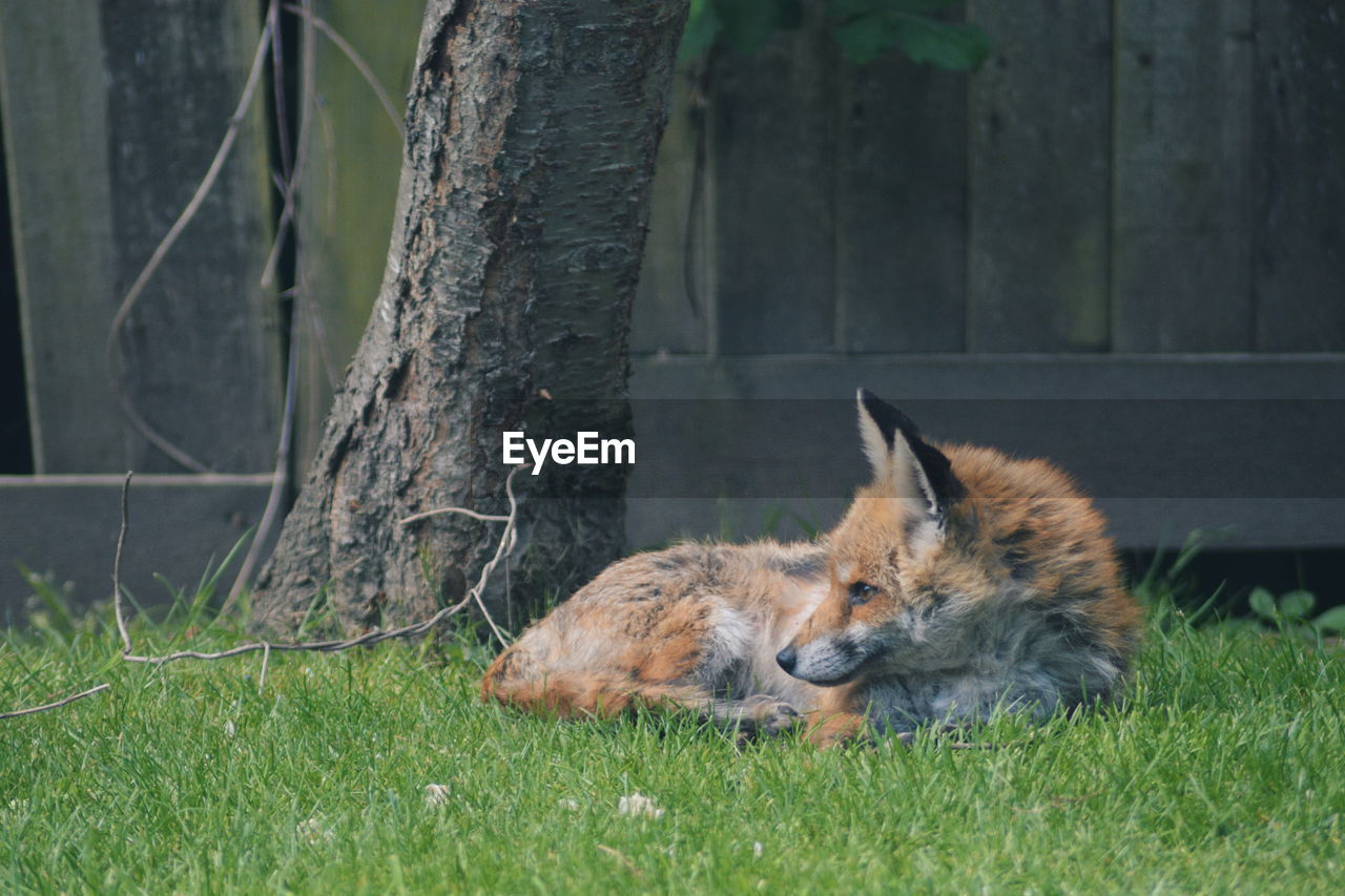 Close-up of fox lying on grass