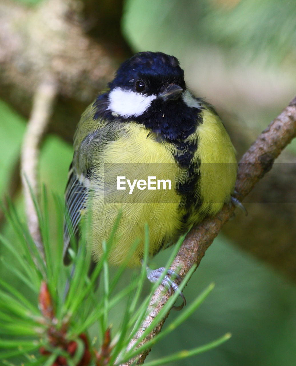 Close-up of great tit perching on tree