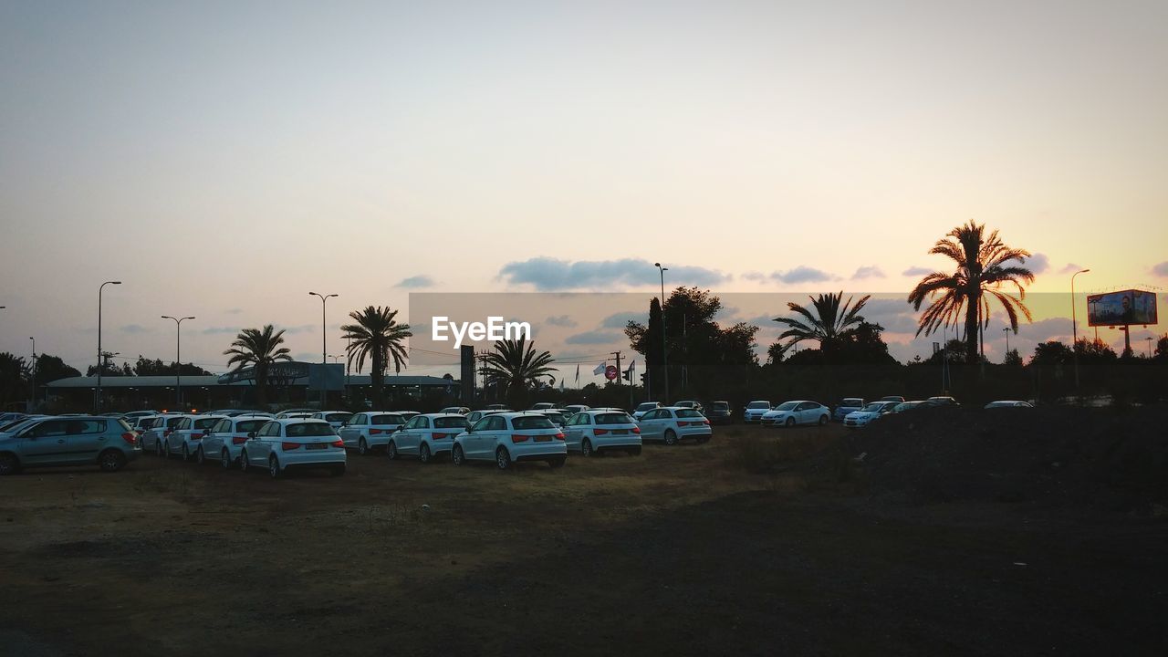 PALM TREES BY THE SEA