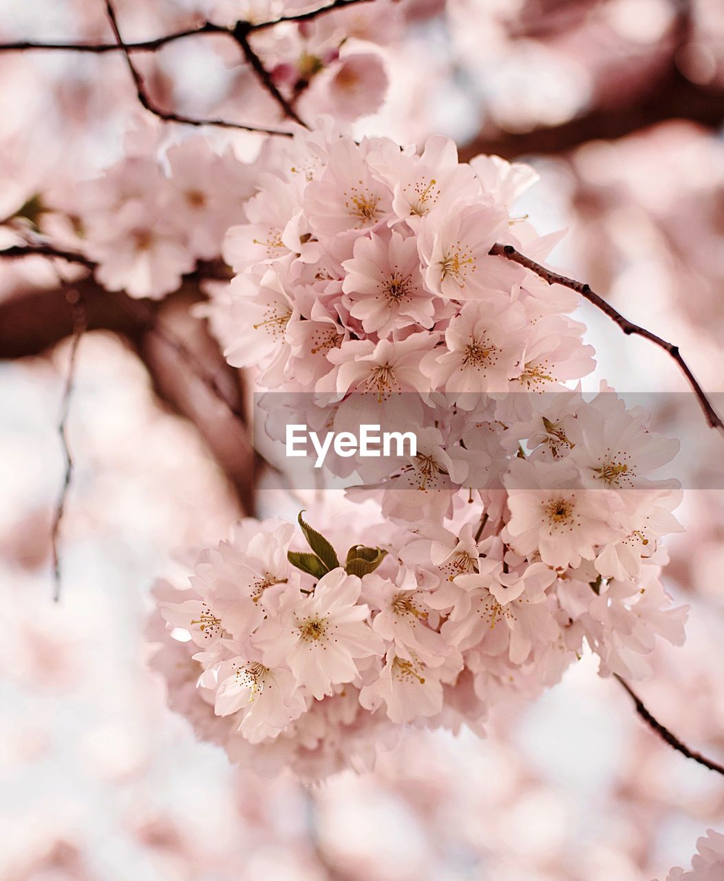 Close-up of pink cherry blossoms