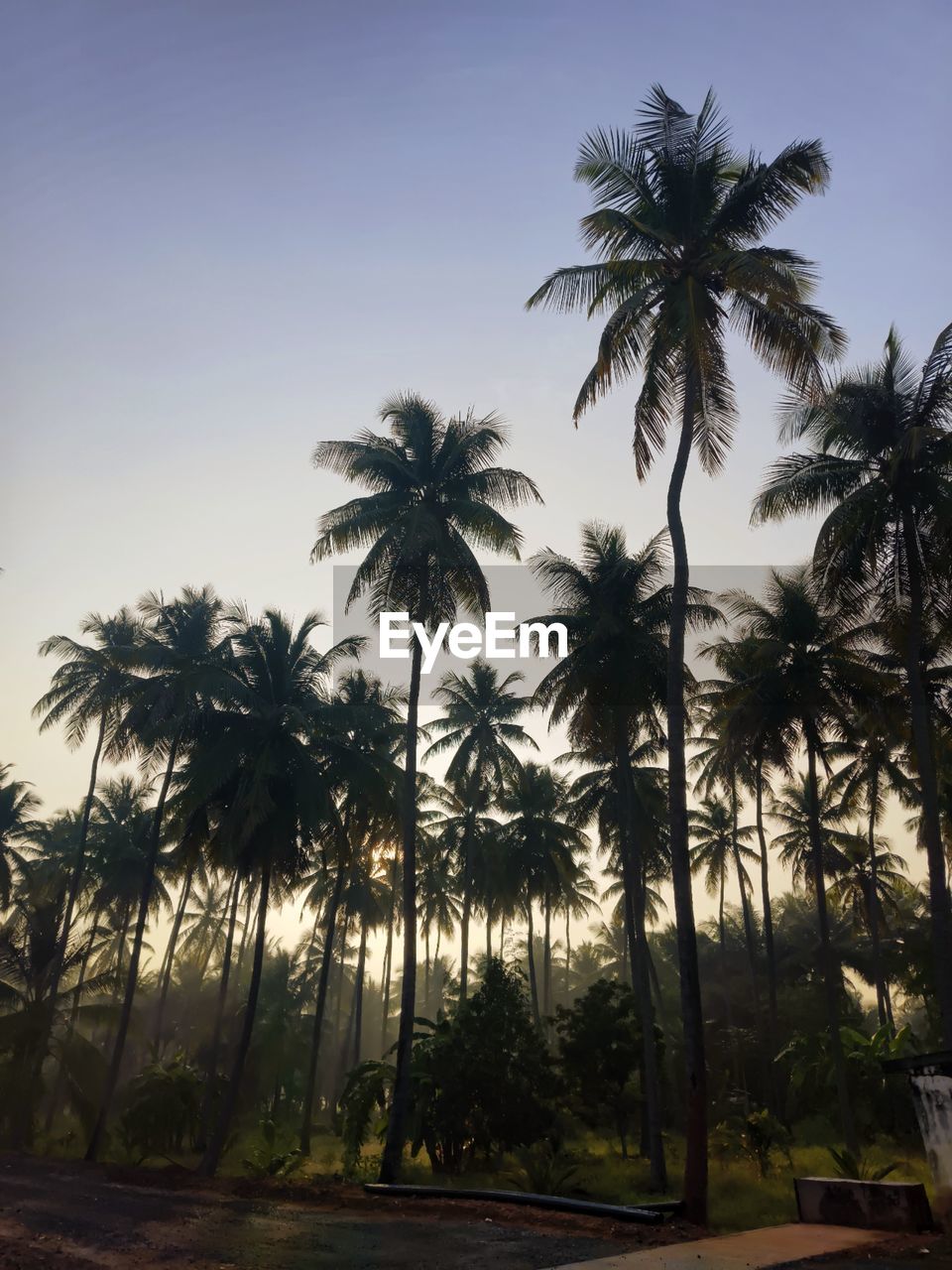 palm tree, tropical climate, tree, plant, sky, nature, coconut palm tree, land, no people, beauty in nature, tranquility, environment, sunset, travel destinations, borassus flabellifer, tropics, outdoors, scenics - nature, beach, tropical tree, water, travel, growth, landscape, sunlight, silhouette, dusk, tranquil scene, clear sky, vacation, holiday, cloud, trip, tourism, leaf, idyllic