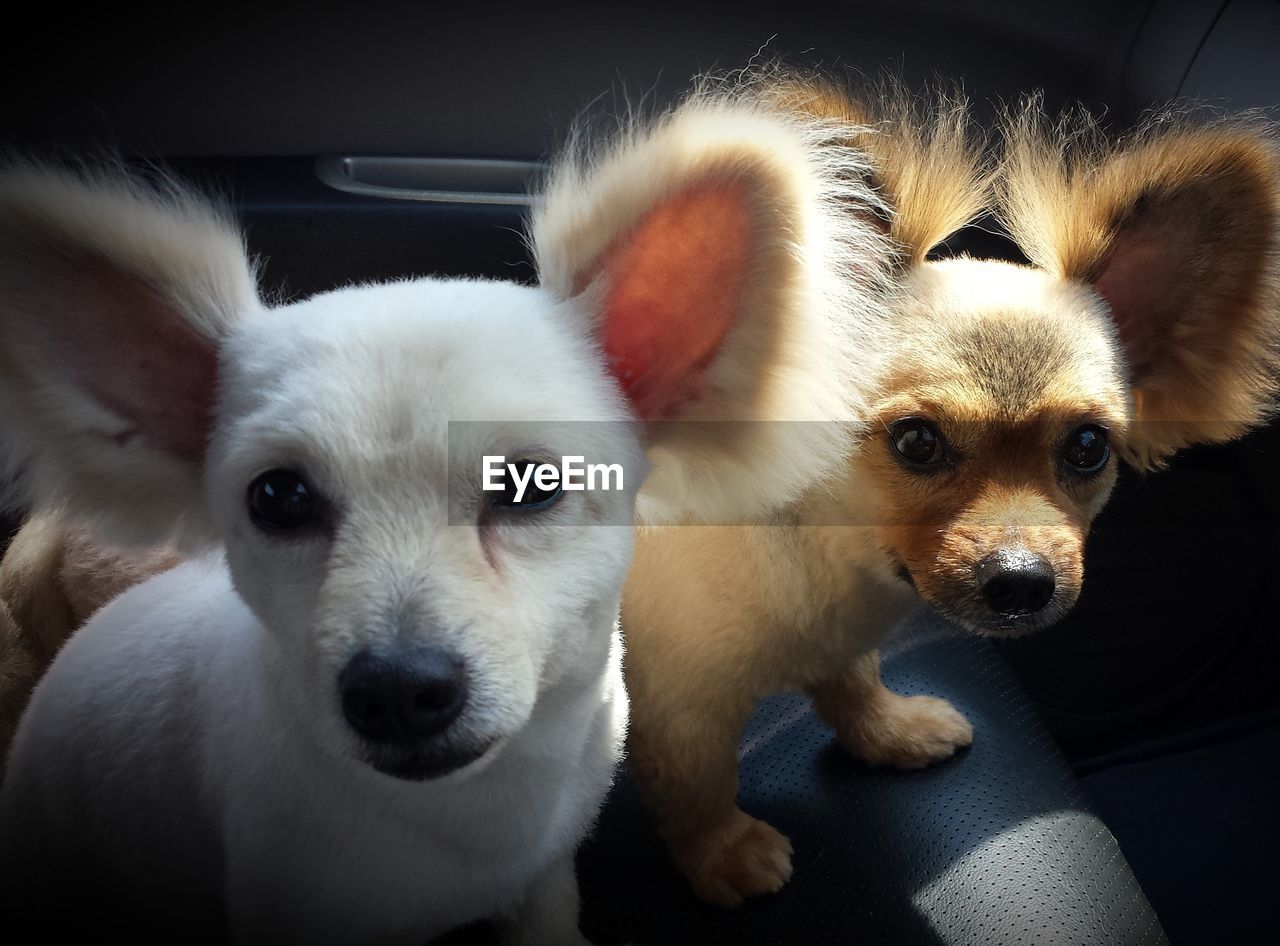 Close-up portrait of dogs at home