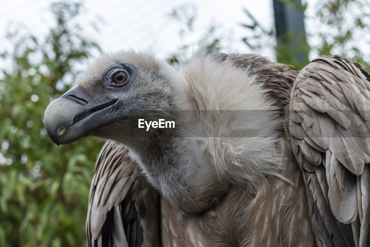 CLOSE-UP OF A EAGLE