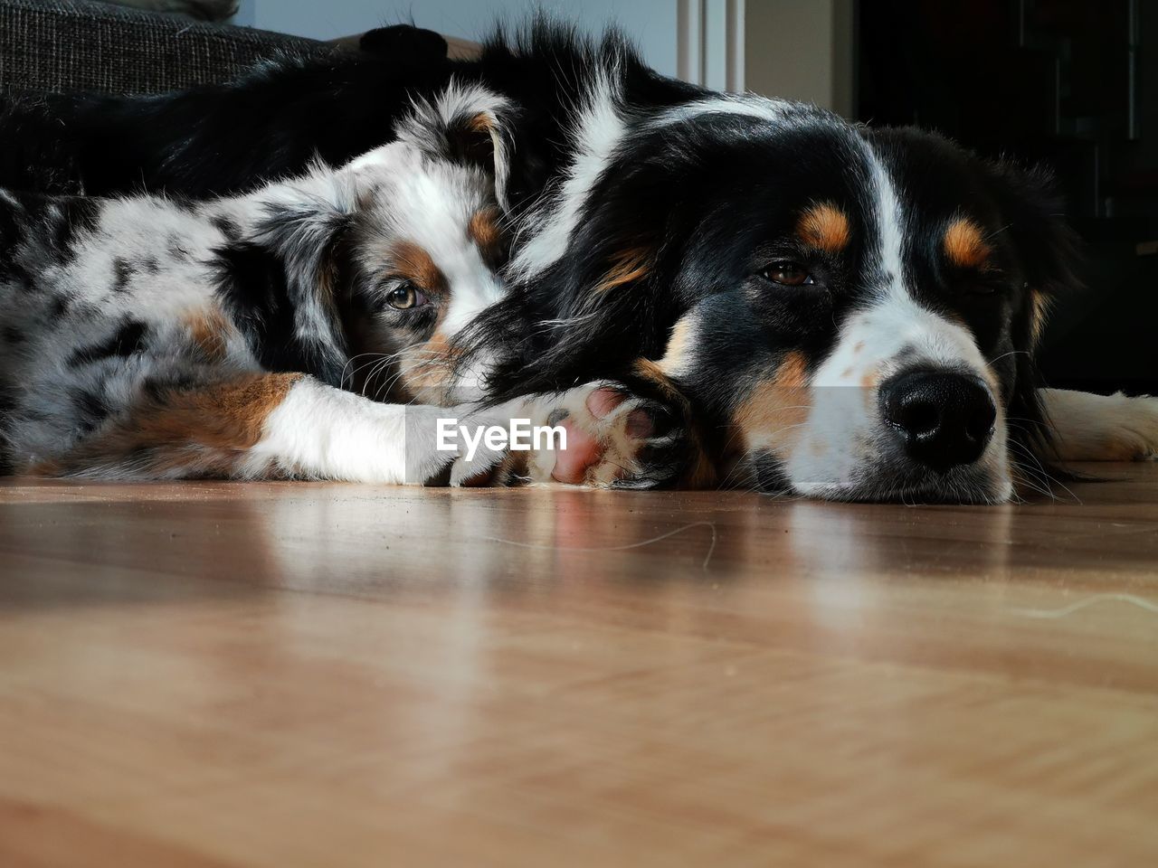 Portrait of dog lying down on floor at home