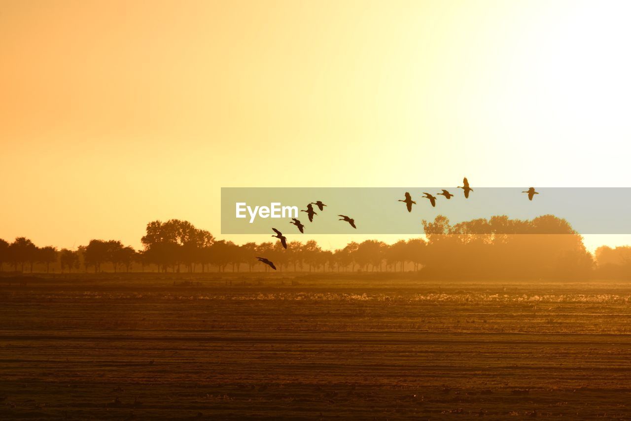 Birds flying over field against sky during sunset