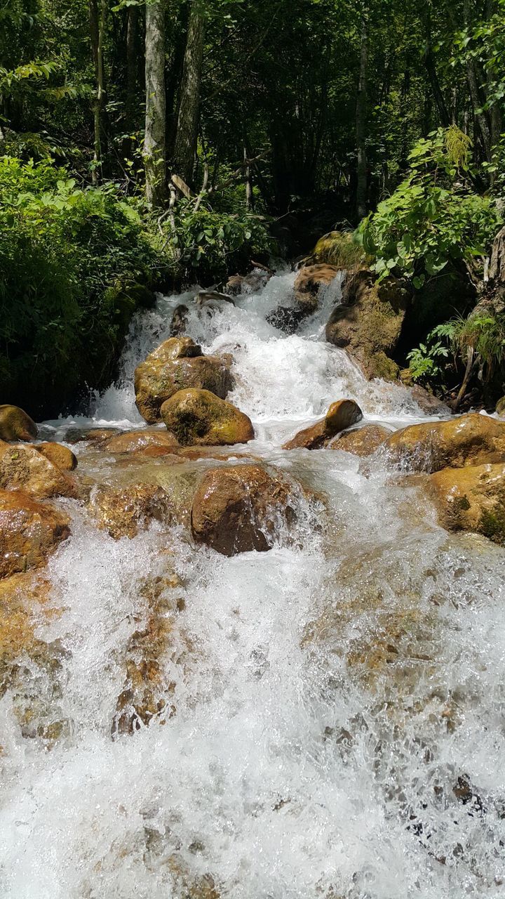 WATER FLOWING IN FOREST