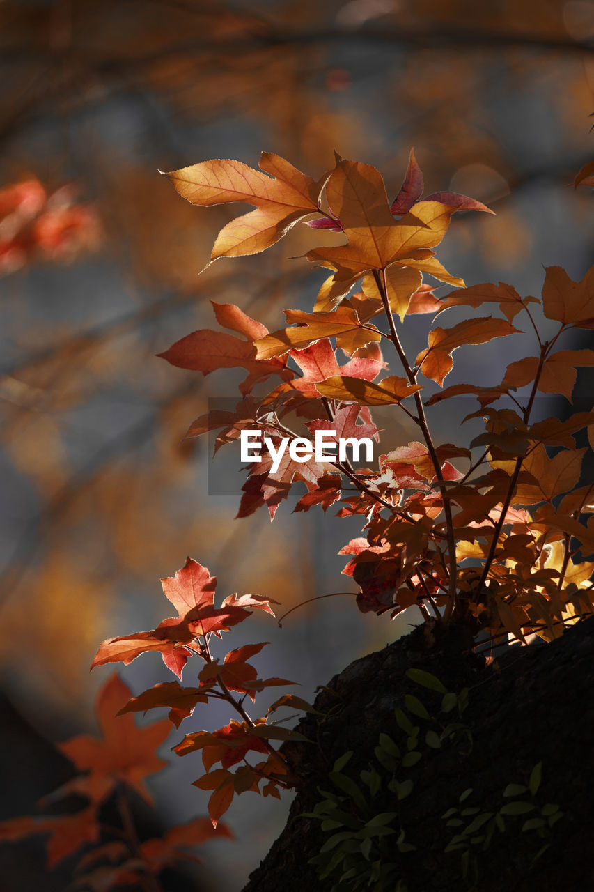 plant, nature, autumn, leaf, plant part, beauty in nature, tree, branch, no people, flower, outdoors, close-up, growth, sunlight, focus on foreground, environment, tranquility, macro photography, red, land, sky, sunset, orange color, day, scenics - nature, landscape, autumn collection
