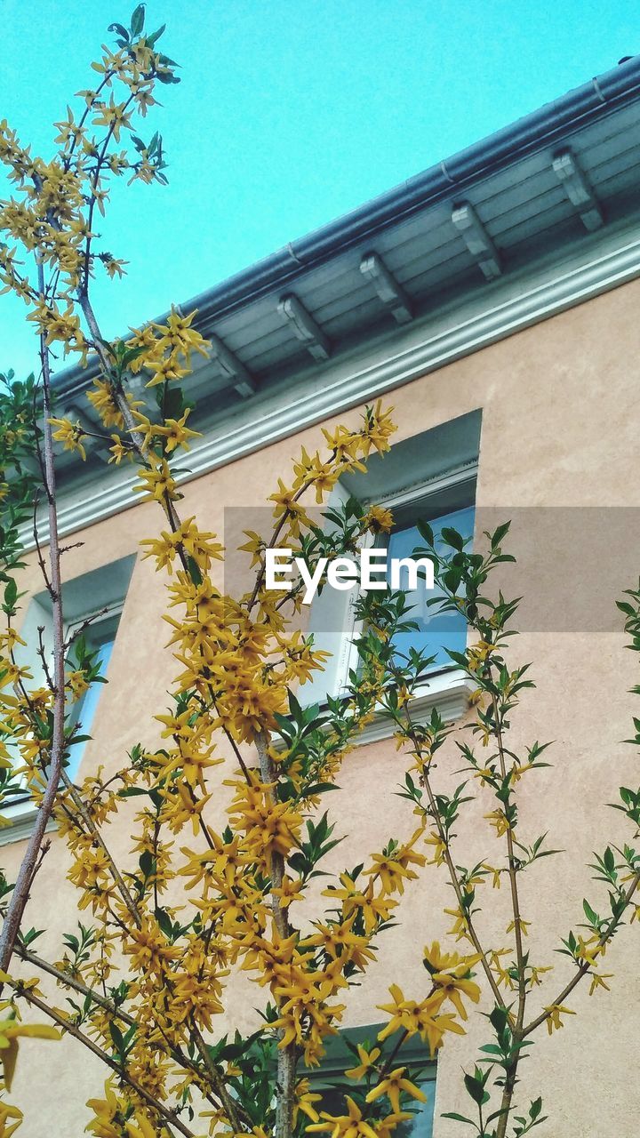 LOW ANGLE VIEW OF FLOWERING TREE AGAINST BUILDING