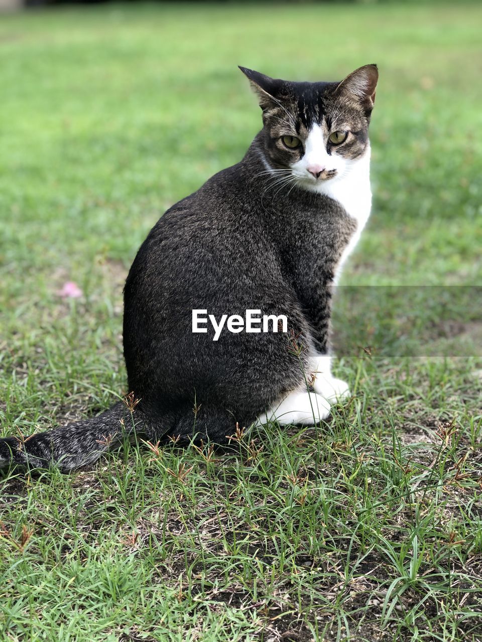 CAT SITTING ON FIELD