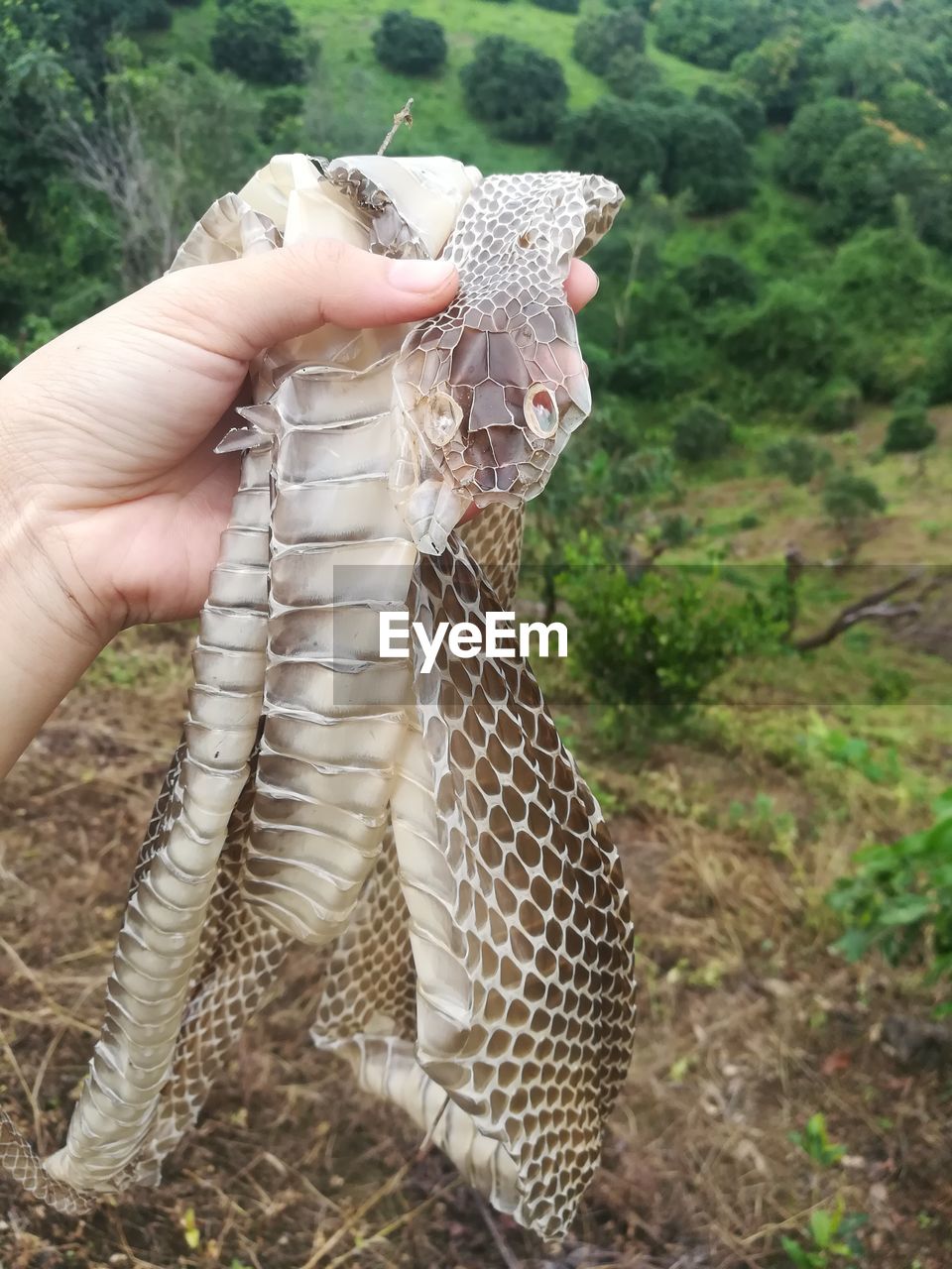 MIDSECTION OF PERSON HOLDING LEAF