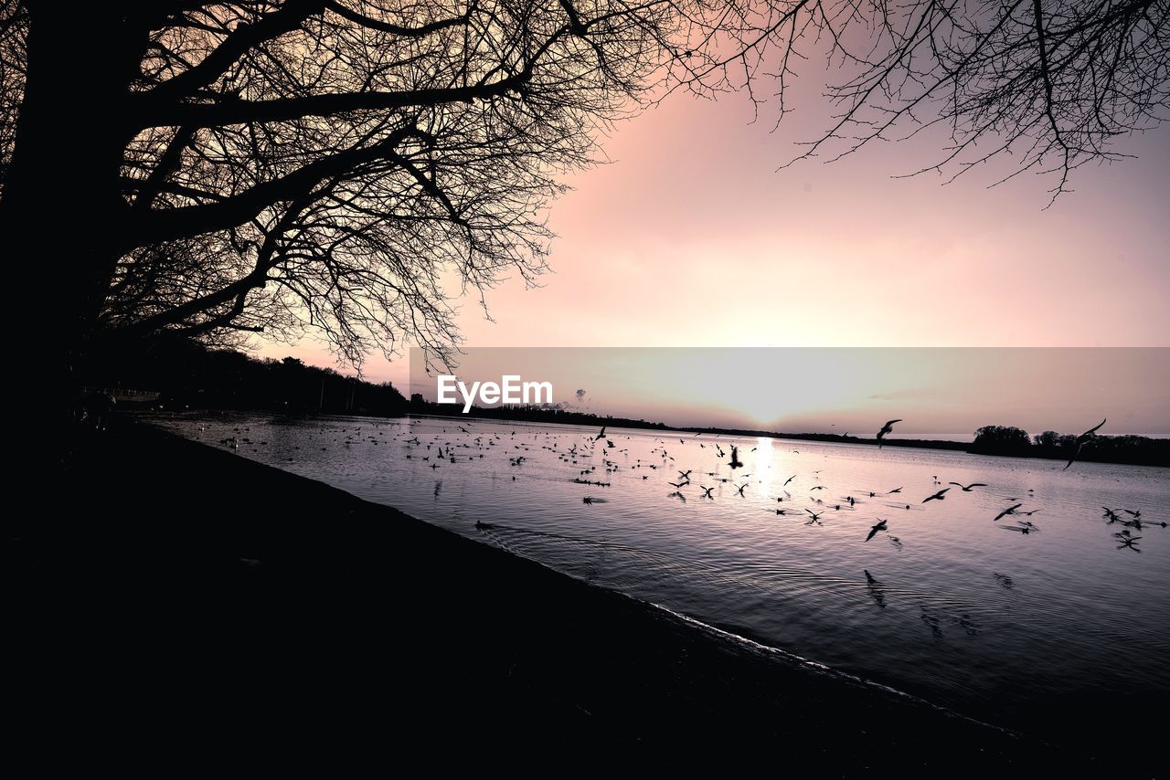 SILHOUETTE BIRDS BY LAKE AGAINST SKY DURING SUNSET