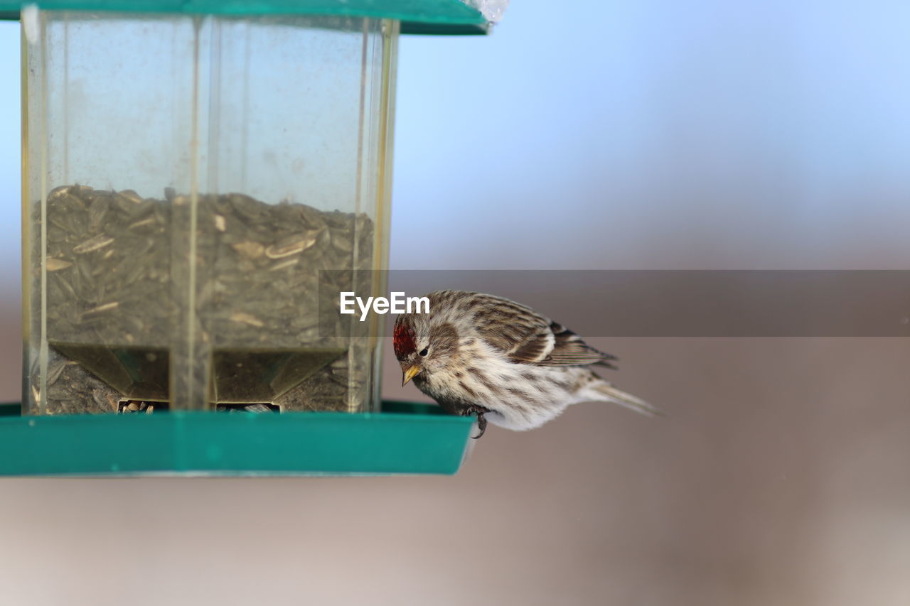 Close-up of bird flying