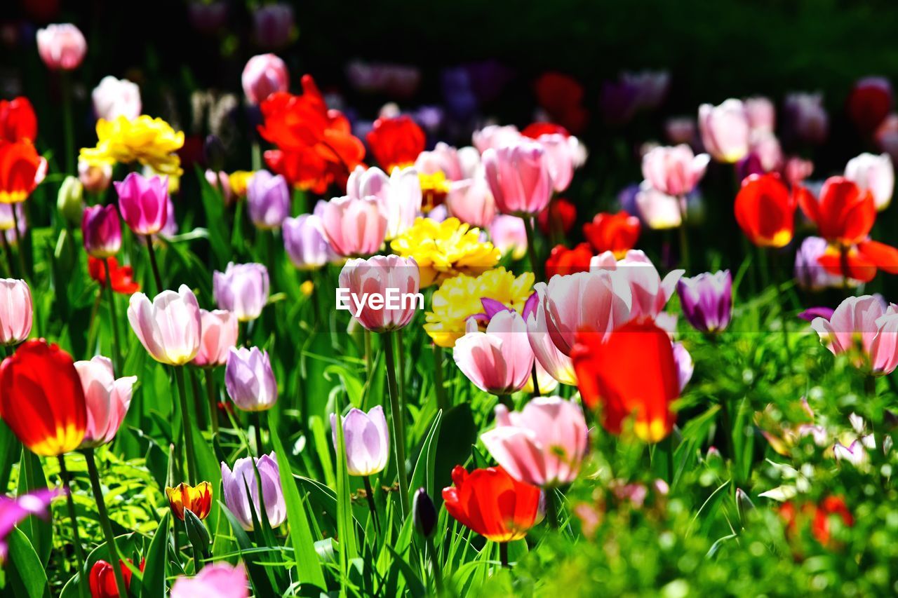 Close-up of multi colored tulips in field