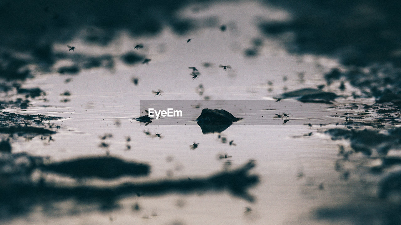 Insects flying over lake
