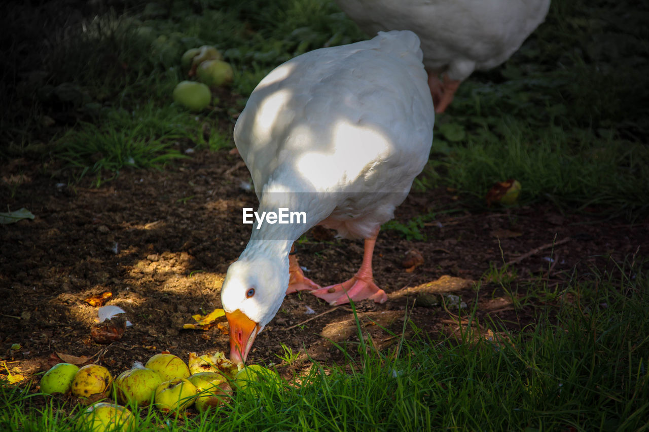 CLOSE-UP OF WHITE BIRD ON FIELD