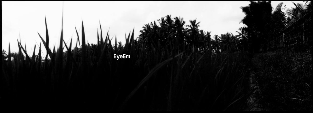 CLOSE-UP OF CROP GROWING ON FIELD