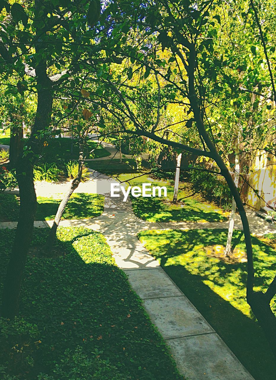 VIEW OF TREES IN PARK