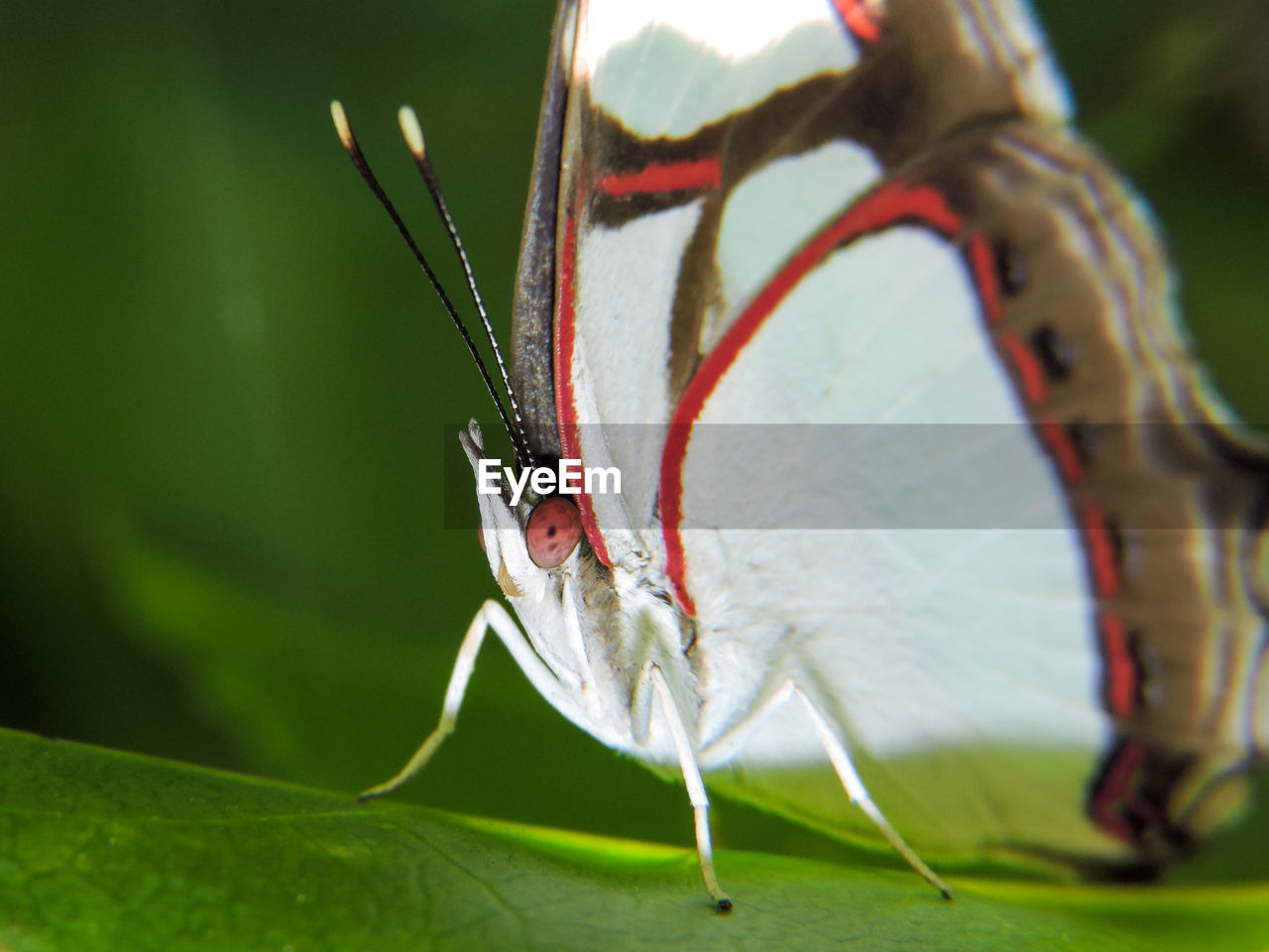 CLOSE-UP OF BUTTERFLY ON PLANT LEAF