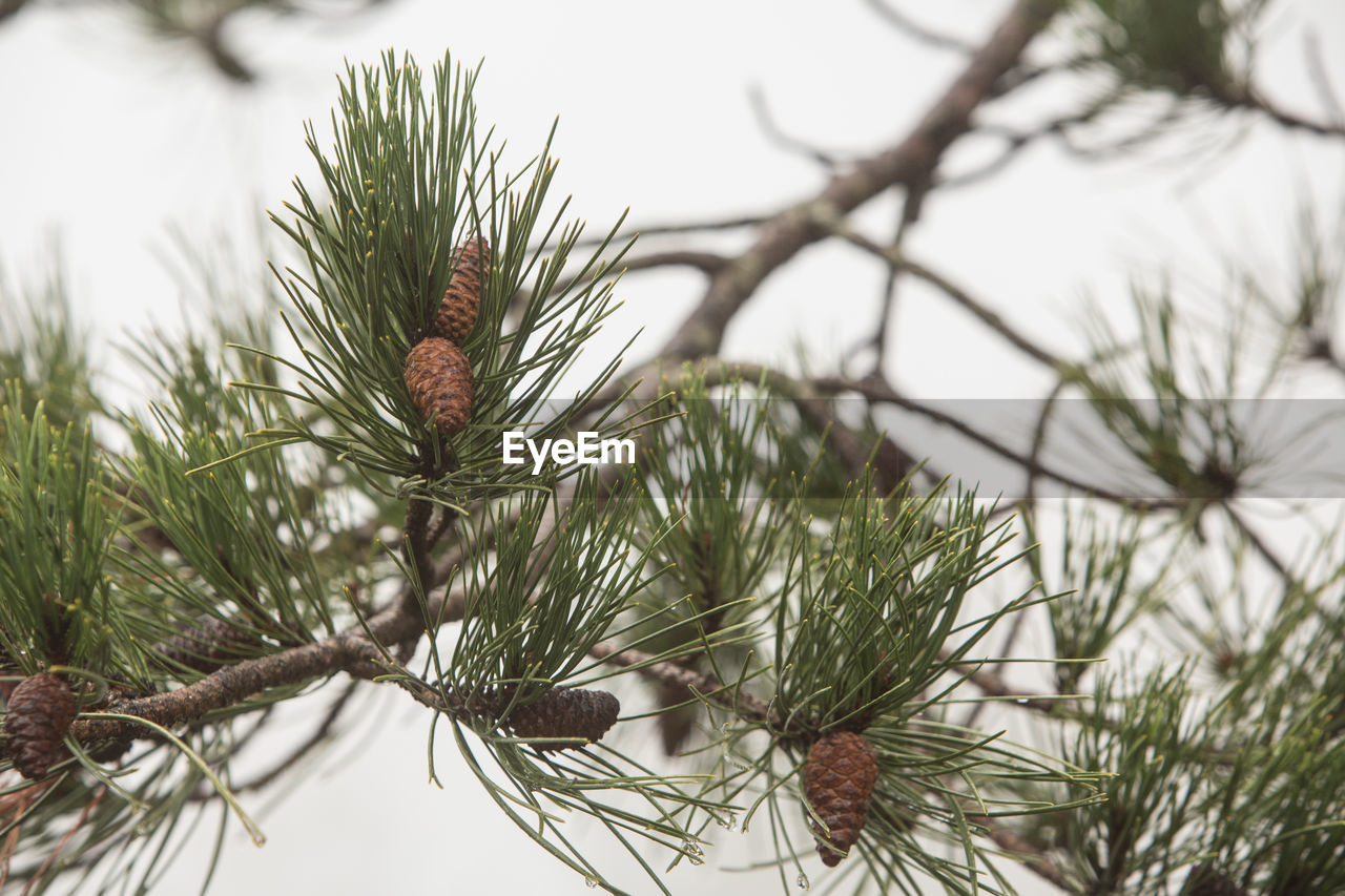 CLOSE-UP OF PINE CONE ON TREE