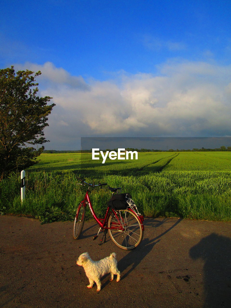 BICYCLE ON FIELD