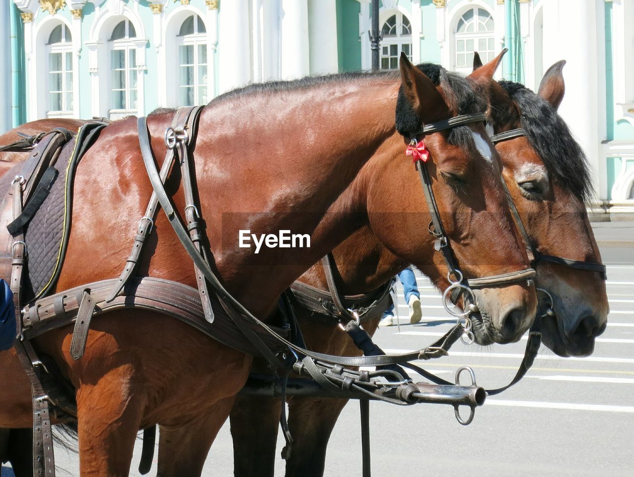 Horse cart on street against building